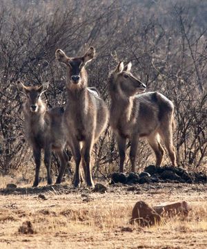 Image of Ellipsen Waterbuck