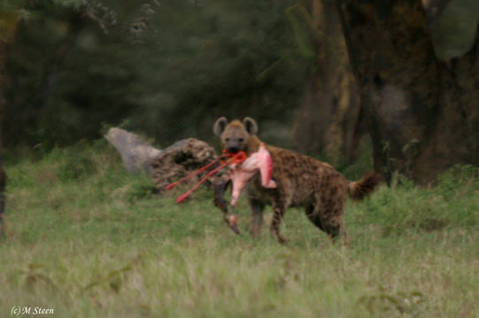 Image of Spotted Hyaenas