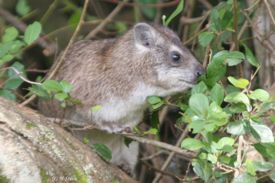 Image of Tree hyrax