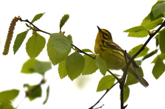 Image of Prairie Warbler