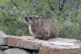 Image of Rock Hyrax