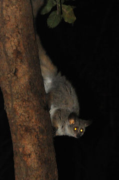 Image of Greater galago