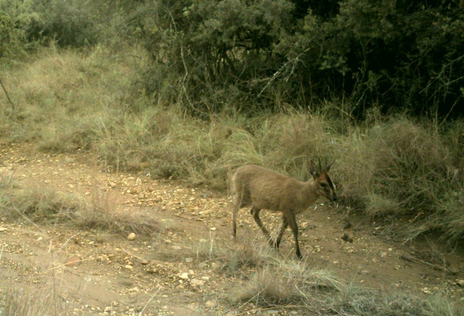 Image of Common Duiker