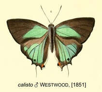 Image of Iolaus calisto (Westwood (1852))