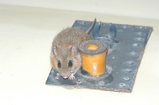 Image of Namaqua Rock Mouse -- Namaqua Micaelamys