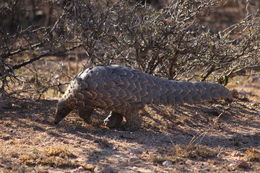 Image of Ground Pangolin -- Pangolin