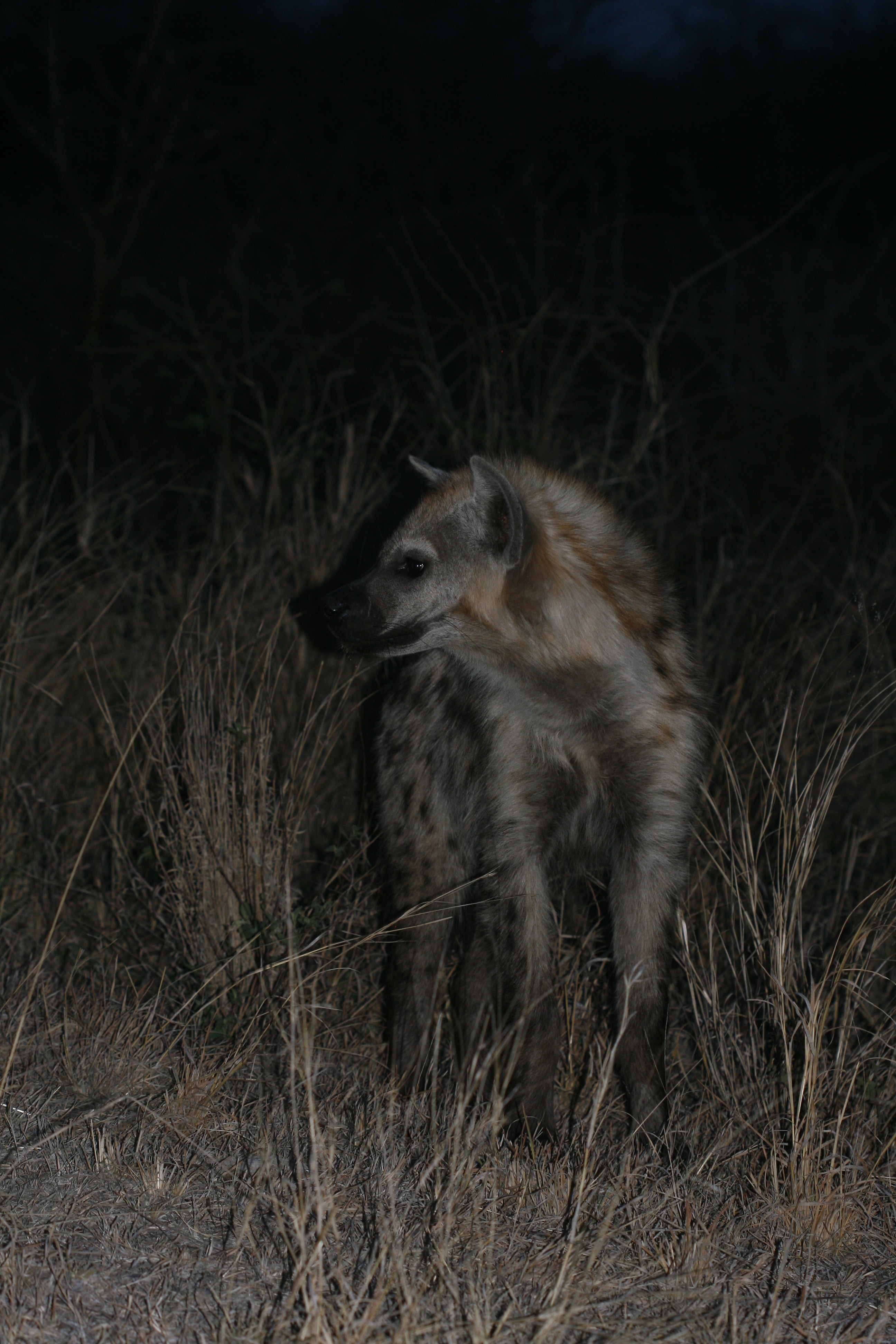 Image of Spotted Hyaenas