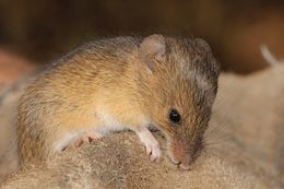 Image of Pygmy Mouse