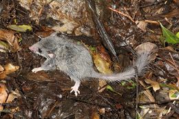 Image of Forest African Dormouse