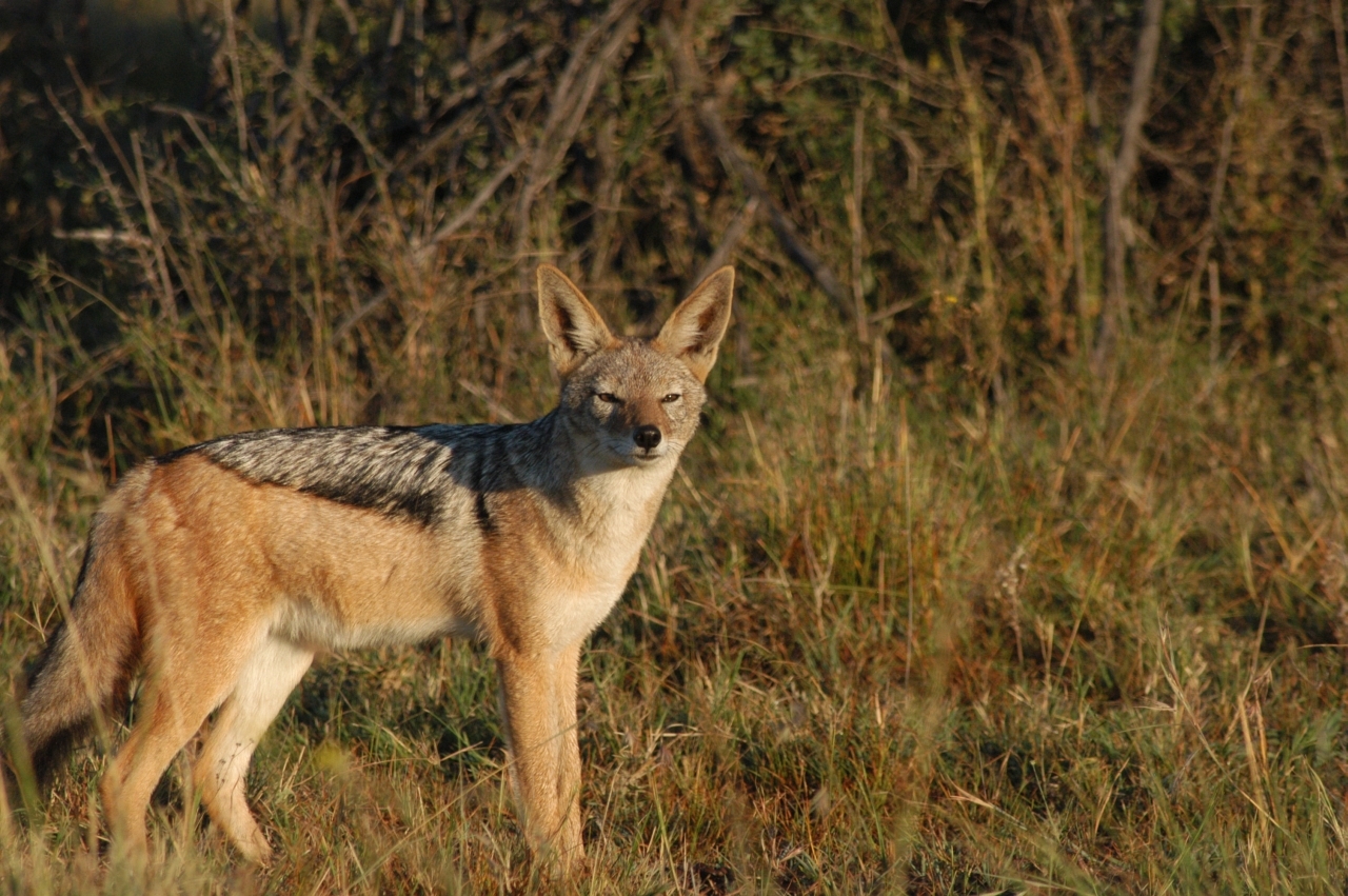 Image of Black-backed Jackal