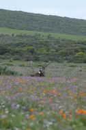 Image of Gemsbok