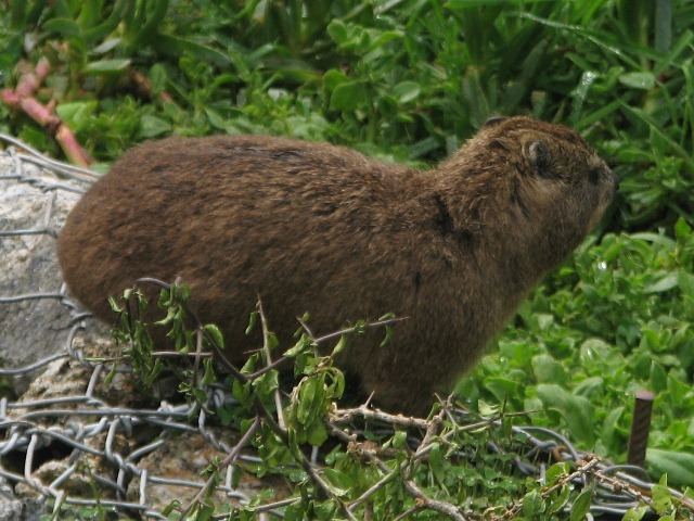 Image of Rock Hyrax