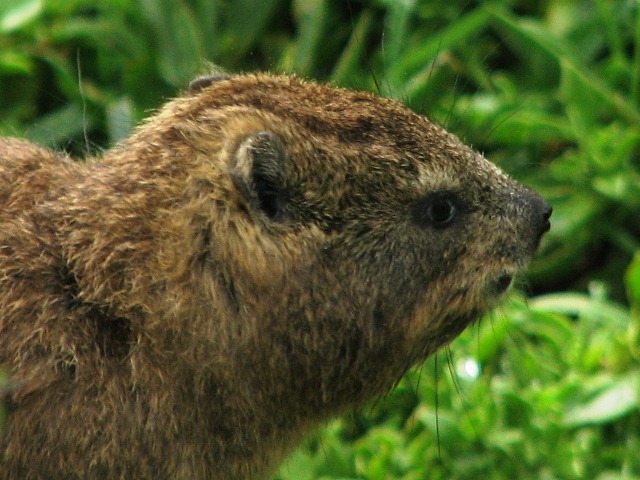 Image of Rock Hyrax