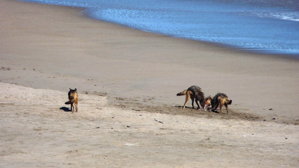 Image of Black-backed Jackal