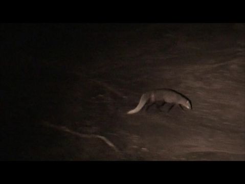 Image of White-tailed Mongoose