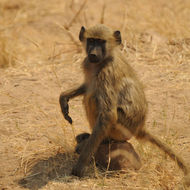 Image of Yellow Baboon