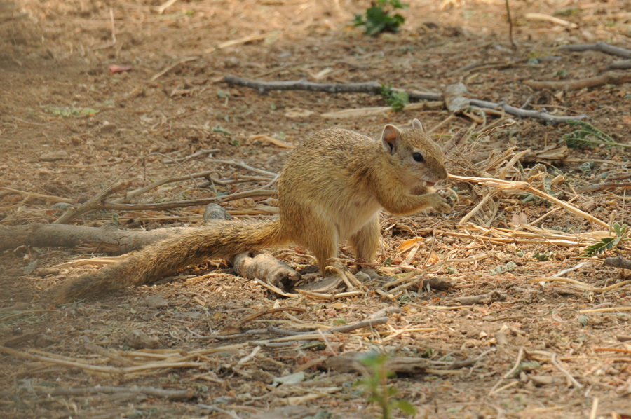 Image of Smith's Bush Squirrel