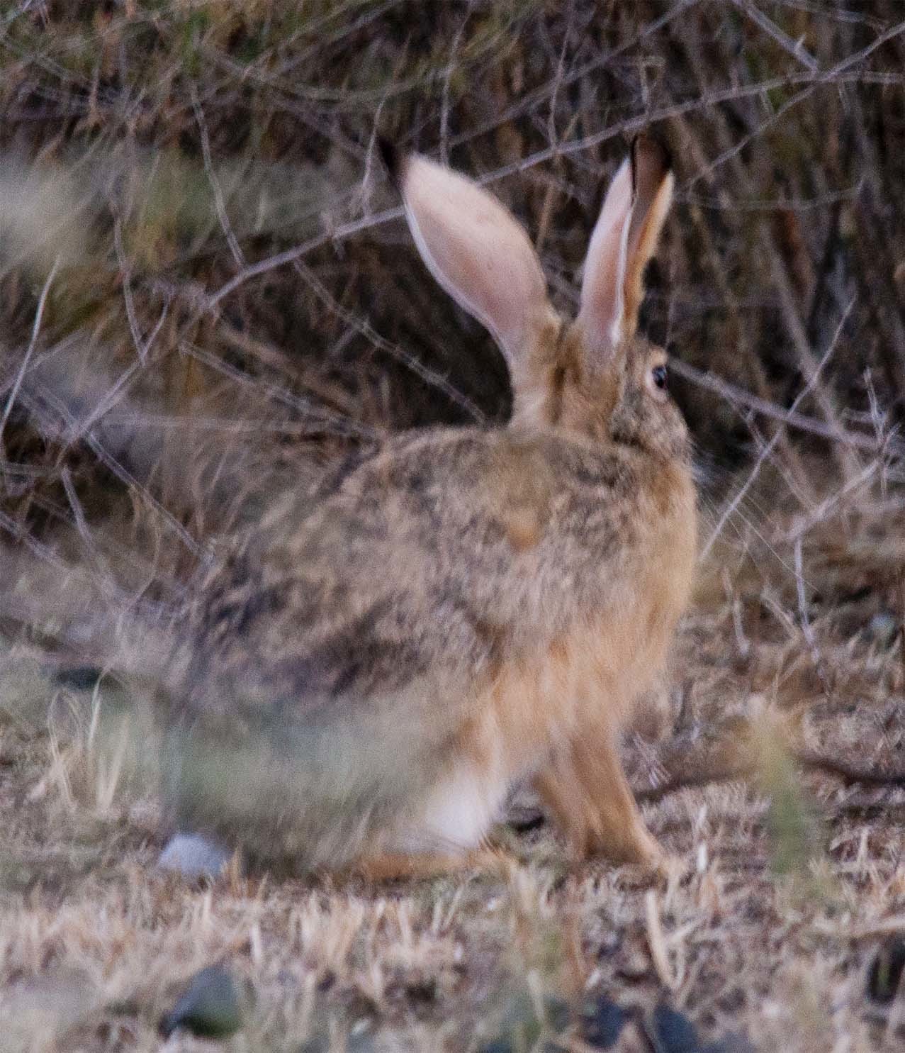 Image of Savannah Hare