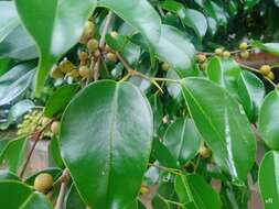 Imagem de Ficus benjamina L.