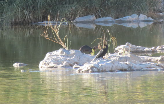 Image of African Clawless Otter