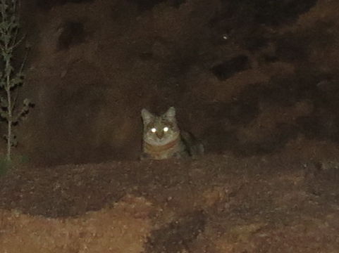 Image of wild cat