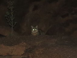 Image of wild cat