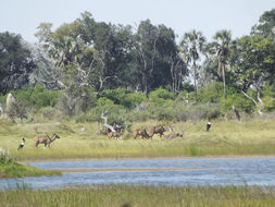 Image of Greater Kudu