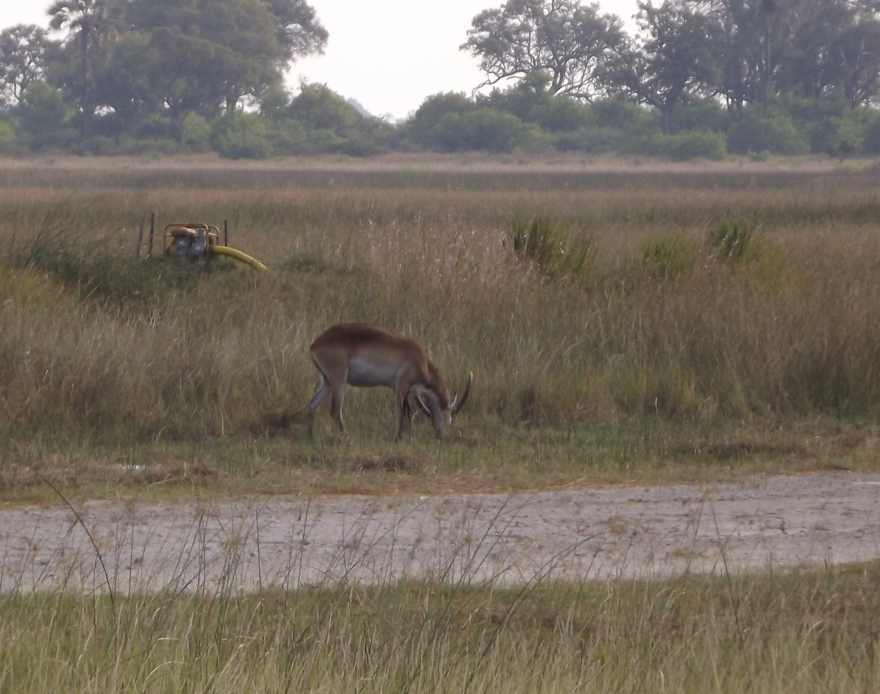 Image of Red Lechwe