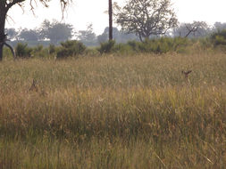Image of Southern Reedbuck