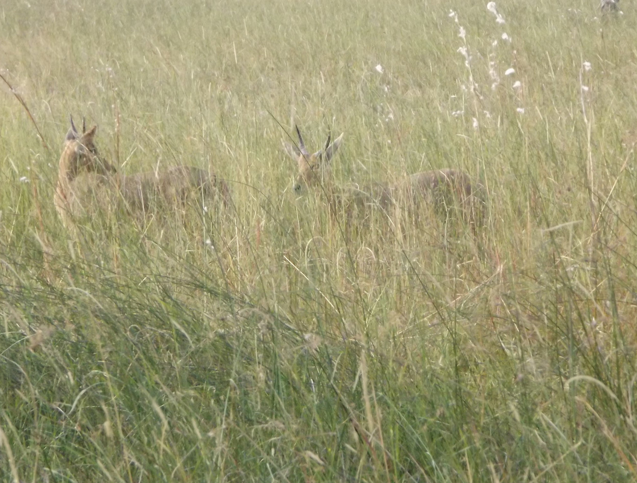 Image of Southern Reedbuck