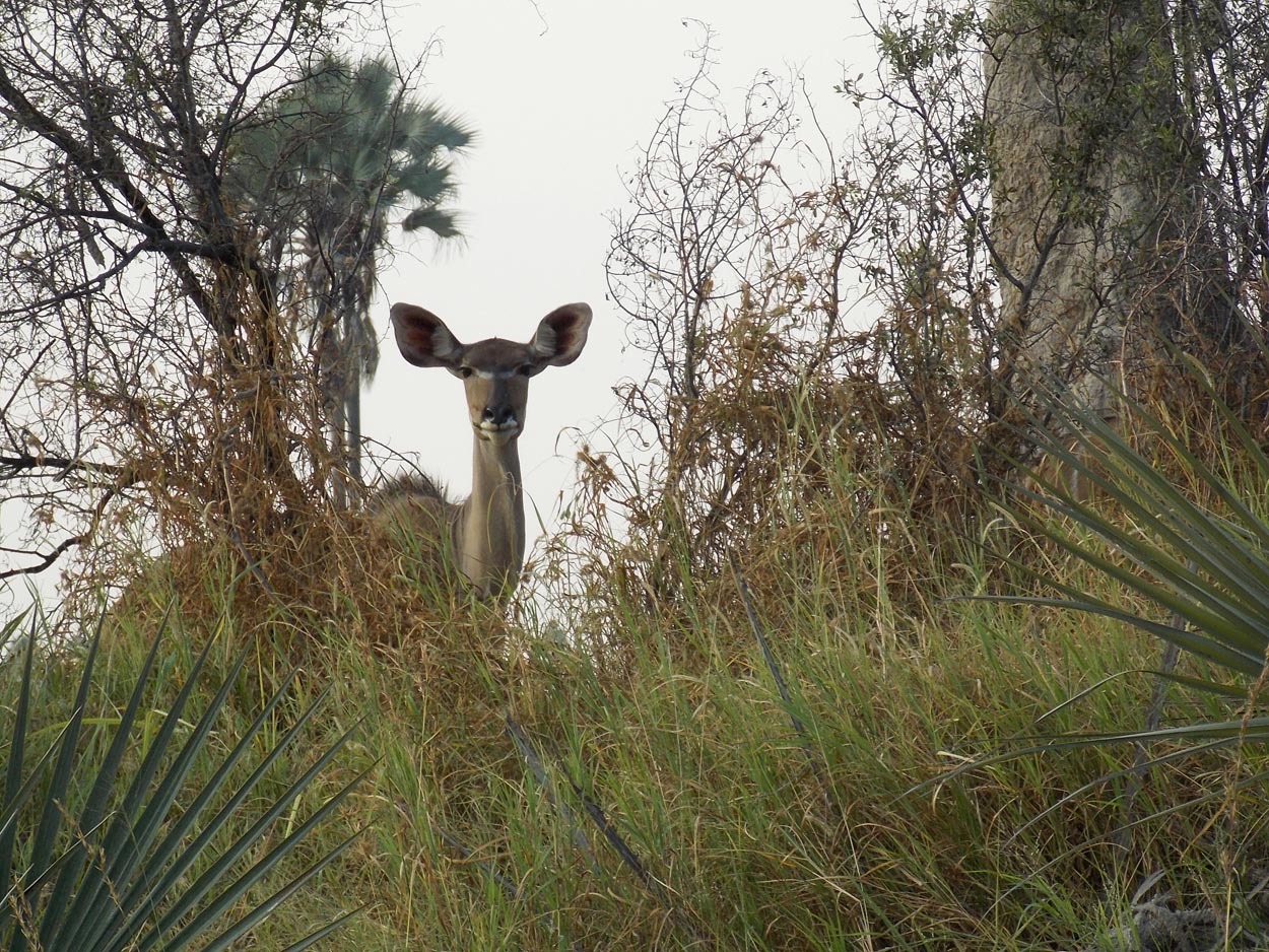 Image of Greater Kudu