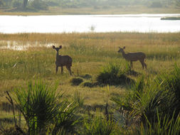 Image of Greater Kudu