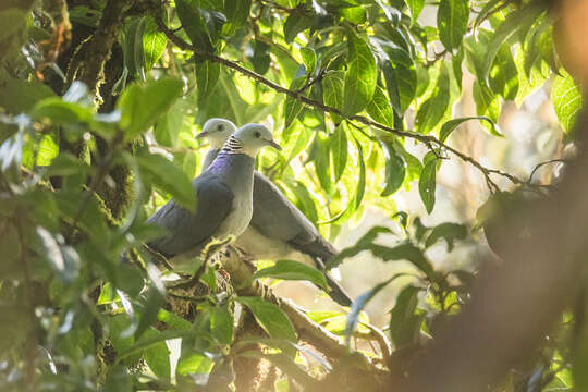 Image of Ashy Wood Pigeon