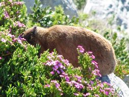 Image of Rock Hyrax