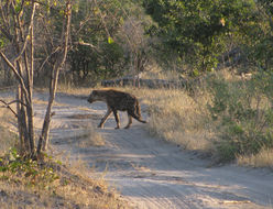 Image of Spotted Hyaenas