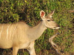 Image of Greater Kudu