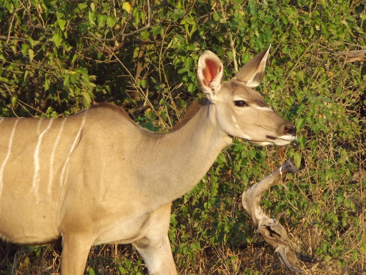 Image of Greater Kudu