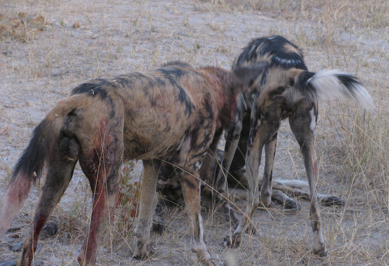 Image of African Hunting Dog