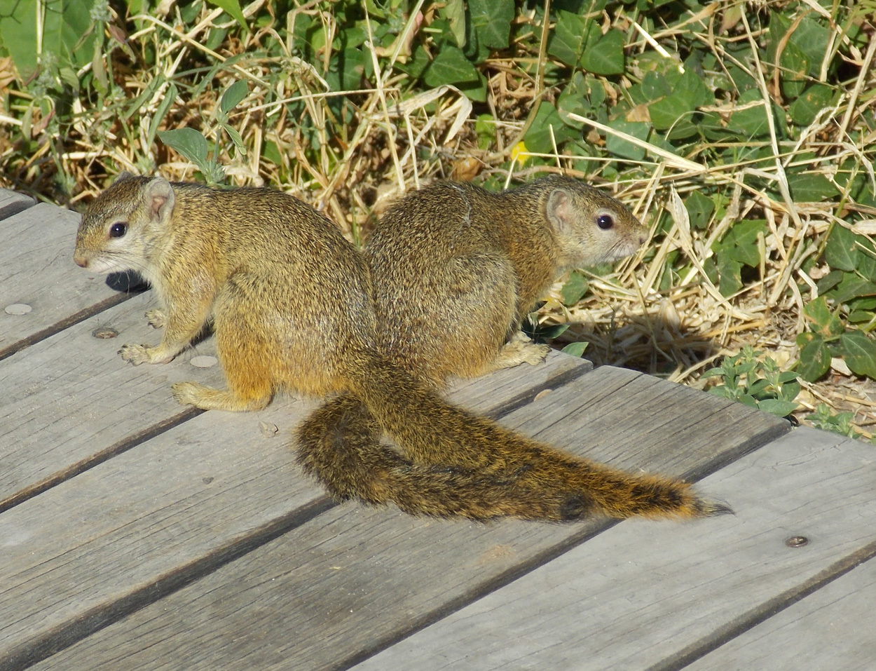 Image of Smith's Bush Squirrel