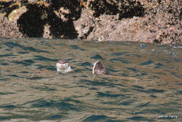 Image of African Clawless Otter