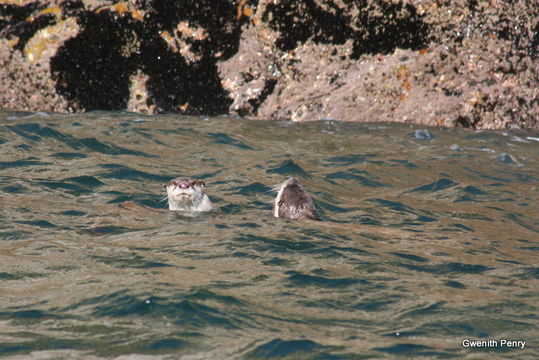 Image of African Clawless Otter