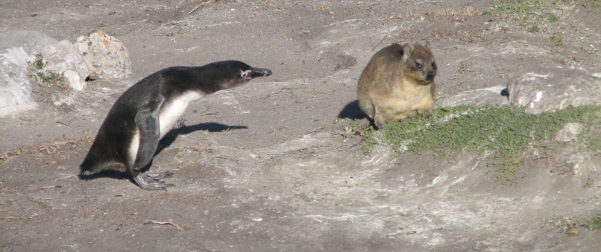 Image of Rock Hyrax