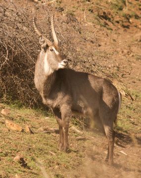 Image of Ellipsen Waterbuck