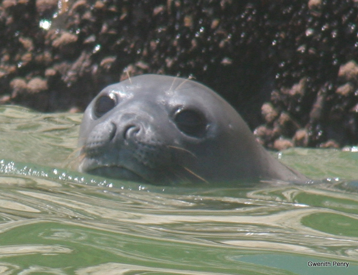 Image of elephant seal