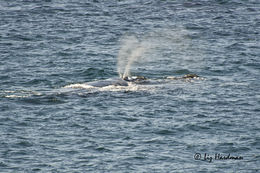 Image of Right whale