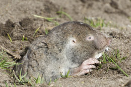 Image of Dune Mole Rats