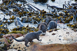 Image of African Clawless Otter