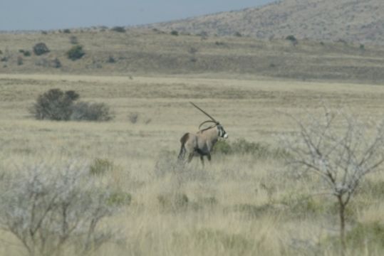 Image of Gemsbok