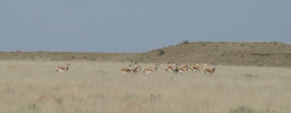 Image of Springbok