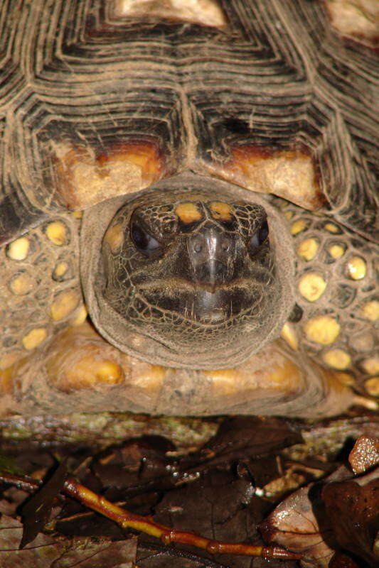 Image of Yellow-footed Tortoise